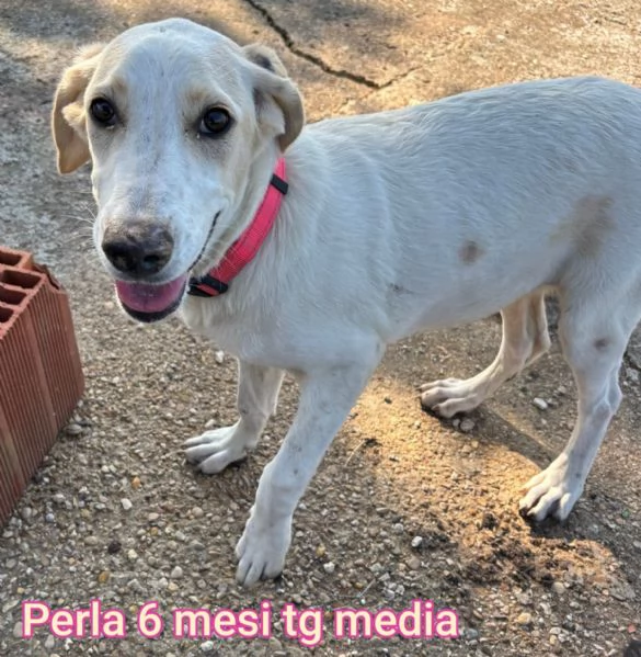 cuccioli abbandonati in cerca di casa | Foto 5