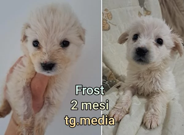 cuccioli abbandonati in cerca di casa | Foto 3