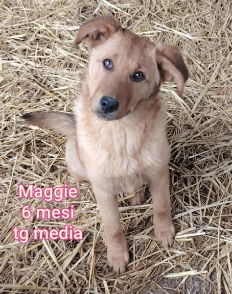 cuccioli abbandonati in cerca di casa | Foto 4