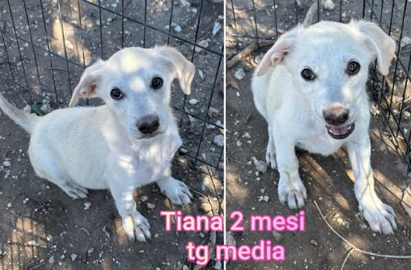 cuccioli abbandonati in cerca di casa | Foto 3
