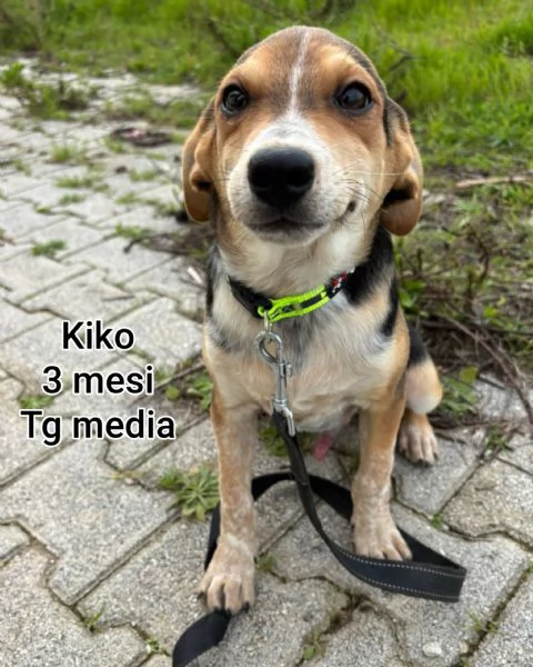 cuccioli abbandonati in cerca di casa | Foto 3