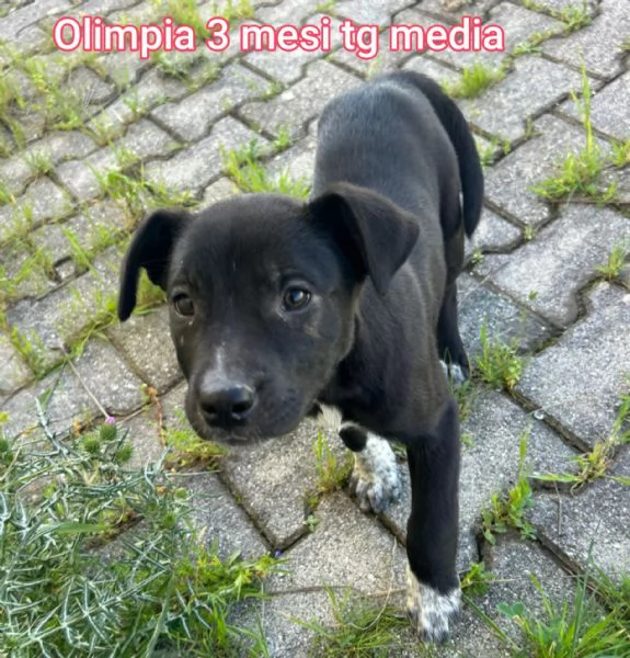 cuccioli abbandonati in cerca di casa | Foto 1