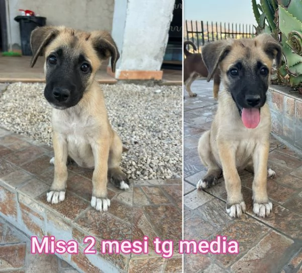 cuccioli abbandonati in cerca di casa | Foto 3