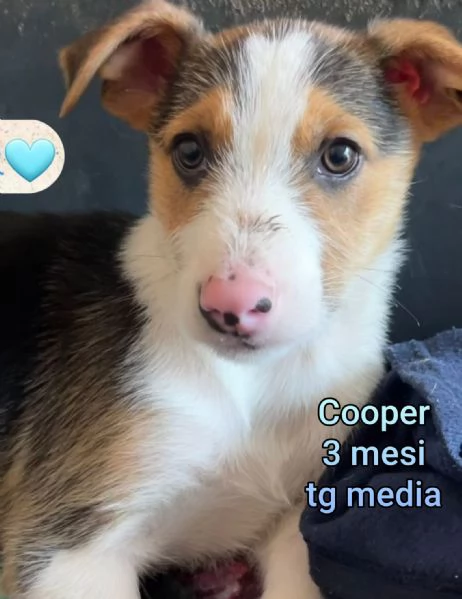 cuccioli abbandonati in cerca di casa