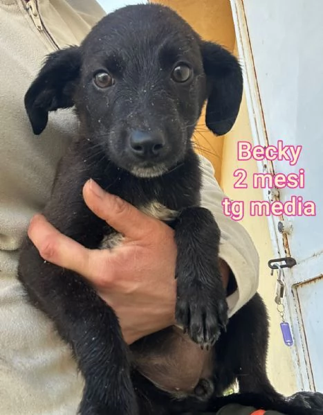 cuccioli abbandonati in cerca di casa | Foto 2