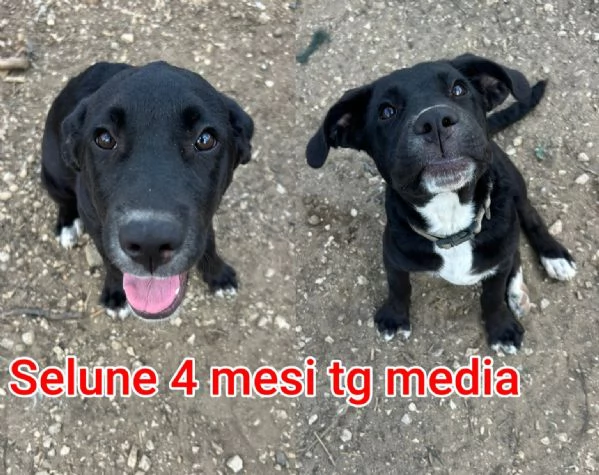 cuccioli abbandonati in cerca di casa | Foto 4