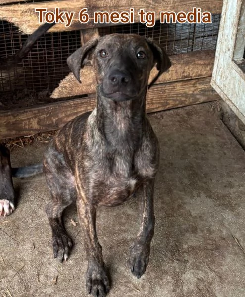 cuccioli abbandonati in cerca di casa | Foto 1