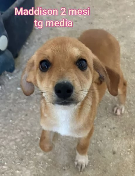 cuccioli abbandonati in cerca di casa | Foto 1