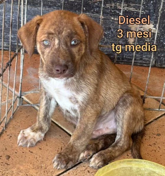 cuccioli abbandonati in cerca di casa