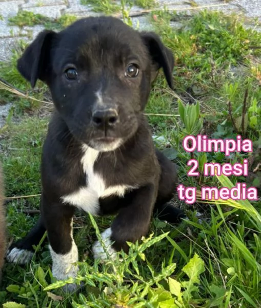 cuccioli abbandonati in cerca di casa | Foto 1