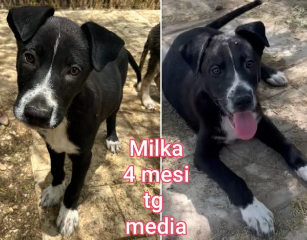 cuccioli abbandonati in cerca di casa | Foto 2