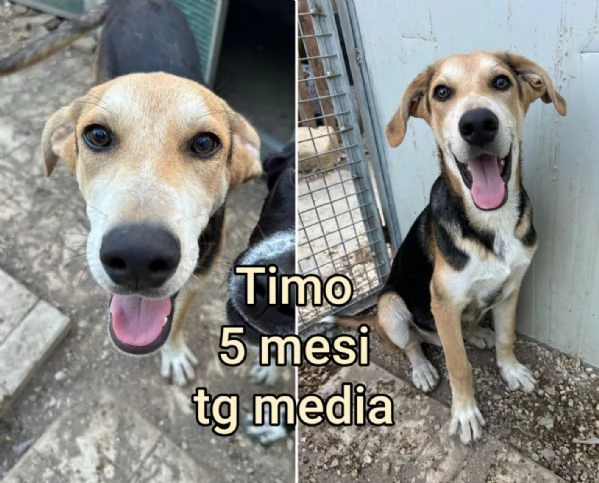cuccioli abbandonati in cerca di casa | Foto 3