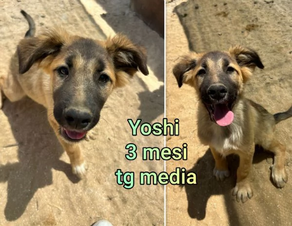 cuccioli abbandonati in cerca di casa