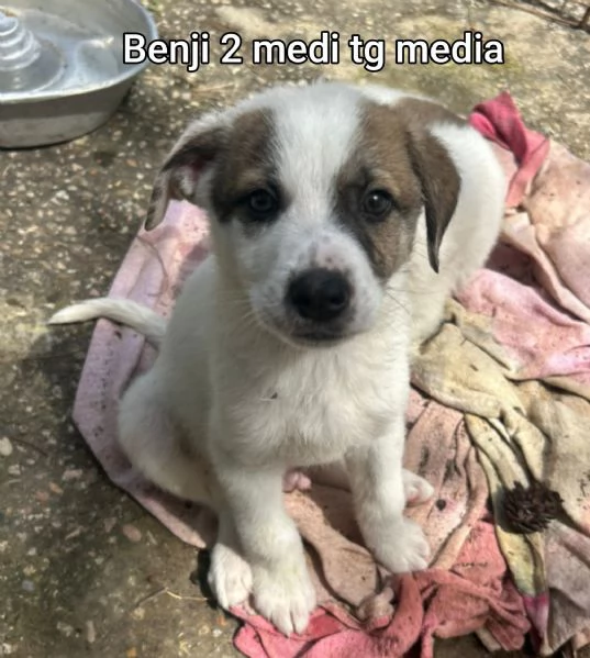 cuccioli abbandonati in cerca di casa | Foto 0