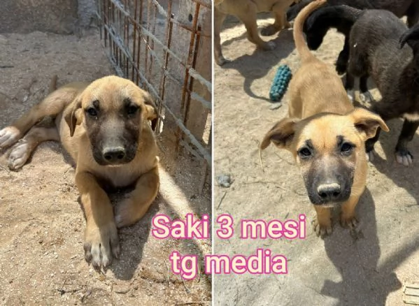 cuccioli abbandonati in cerca di casa | Foto 2