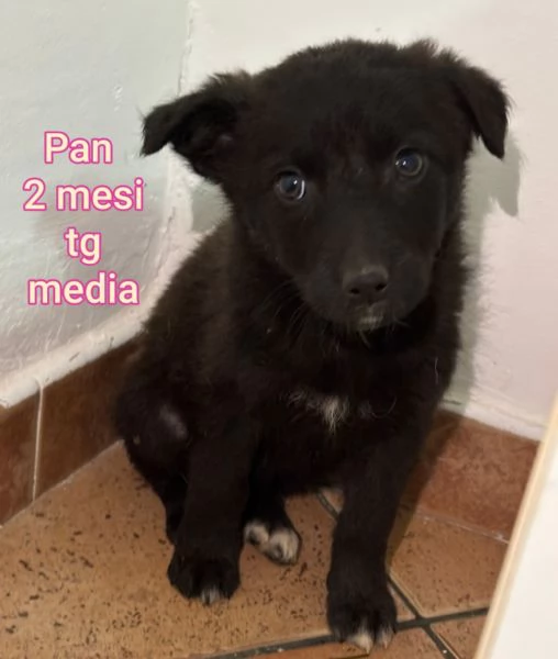 cuccioli abbandonati in cerca di casa | Foto 0