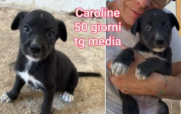 cuccioli abbandonati in cerca di casa | Foto 1