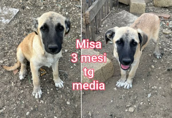 cuccioli abbandonati in cerca di casa | Foto 2