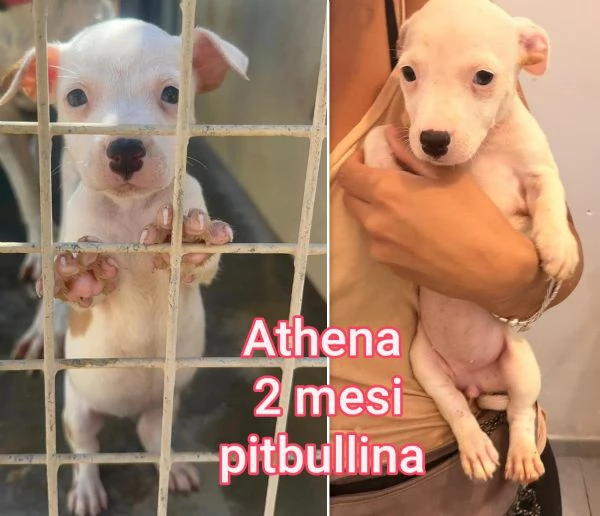 cuccioli abbandonati in cerca di casa | Foto 0