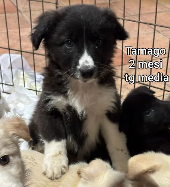 cuccioli abbandonati in cerca di casa
