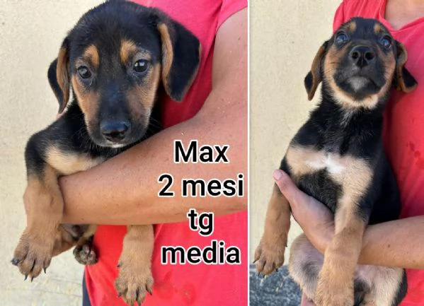cuccioli abbandonati in cerca di casa | Foto 1