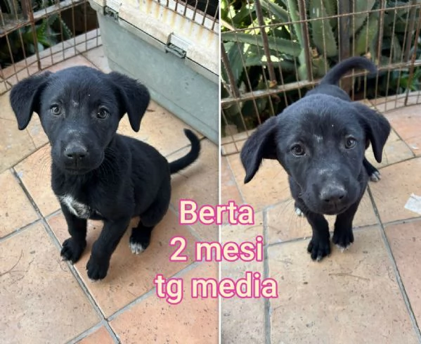 cuccioli abbandonati in cerca di casa | Foto 1
