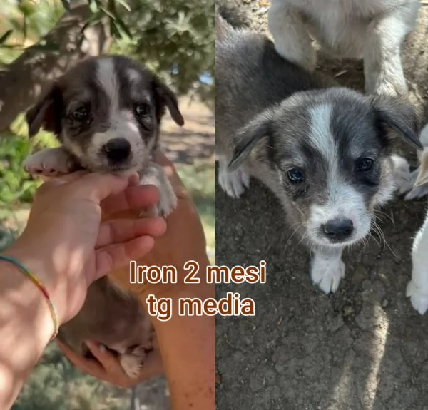 cuccioli abbandonati in cerca di casa | Foto 0