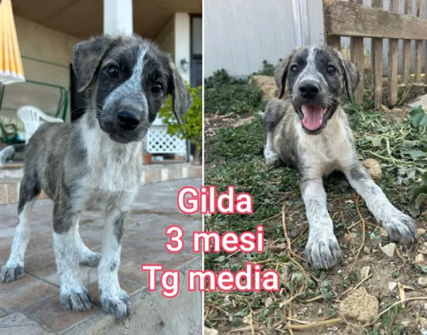 cuccioli abbandonati in cerca di casa