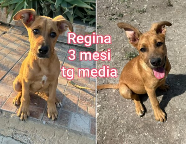 cuccioli abbandonati in cerca di casa | Foto 0