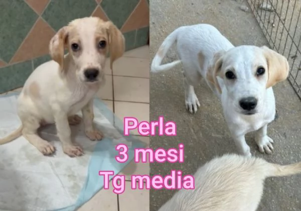 cuccioli abbandonati in cerca di casa | Foto 1