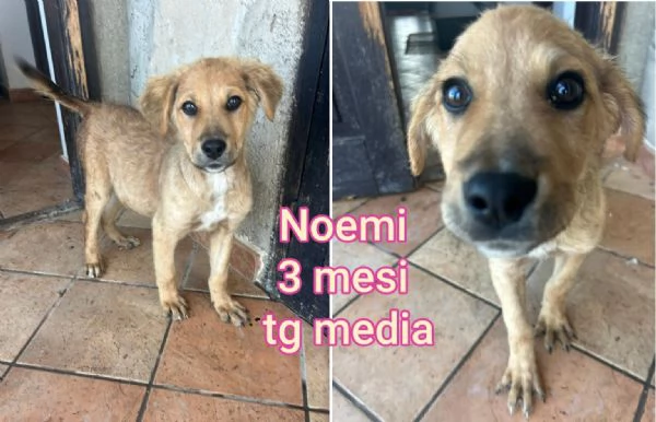 cuccioli abbandonati in cerca di casa