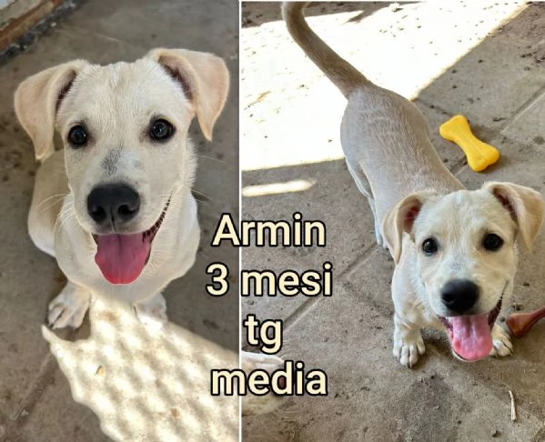cuccioli abbandonati in cerca di casa | Foto 0