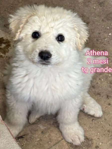 cuccioli abbandonati in cerca di casa | Foto 0