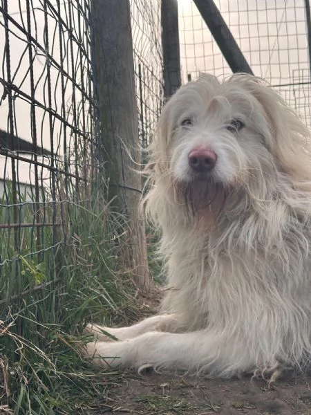 Camillo BUTTATO VIA DALLA SUA FAMIGLIA  | Foto 4