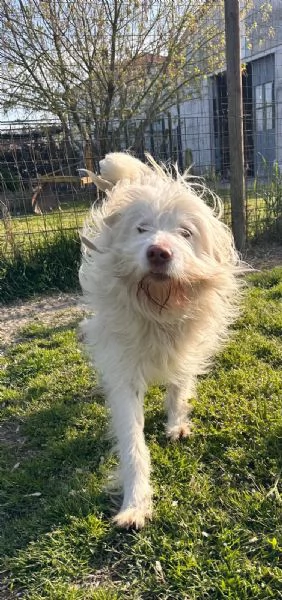 Camillo BUTTATO VIA DALLA SUA FAMIGLIA  | Foto 2