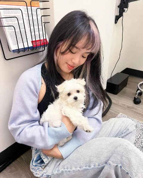 due cuccioli maltesi teacup hanno bisogno urgentemente di una nuova famiglia questi splendidi cuccio | Foto 0