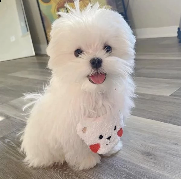 adorabili cuccioli maltesi eccezionali pronti per ladozione maschi e femmine adorabili e eccezional | Foto 0