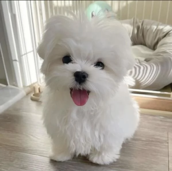 adorabili cuccioli maltesi eccezionali pronti per ladozione maschi e femmine adorabili e eccezional