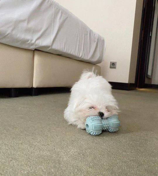 cuccioli maltesi registrati per il reinserimento splendidi cuccioli maltesi piccoli in adozione mol | Foto 1