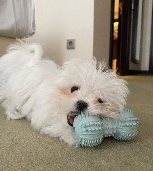 cuccioli maltesi registrati per il reinserimento splendidi cuccioli maltesi piccoli in adozione mol | Foto 0
