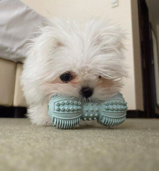 cuccioli maltesi registrati per il reinserimento splendidi cuccioli maltesi piccoli in adozione mol