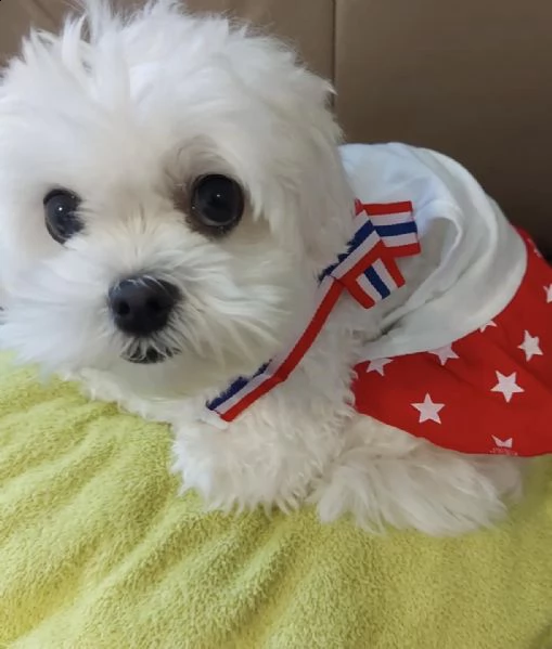 eccezionale ragazza maltese molto piccola disponibile per ladozione offrendo questa piccolissima ba | Foto 0