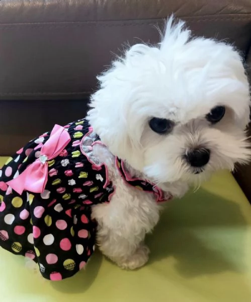 eccezionale ragazza maltese molto piccola disponibile per ladozione offrendo questa piccolissima ba