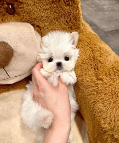 maltese bianco puro pronto per una nuova casa con urgenza abbiamo due cani un maschio e una femmina | Foto 1