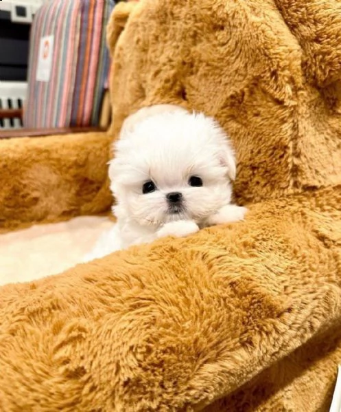 maltese bianco puro pronto per una nuova casa con urgenza abbiamo due cani un maschio e una femmina | Foto 0