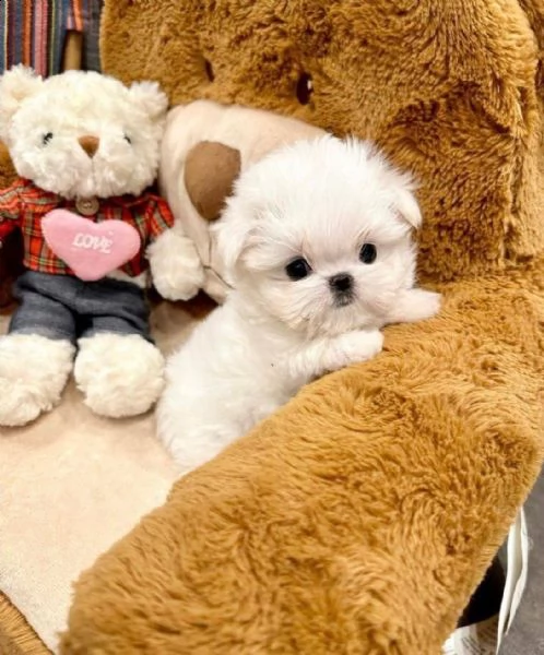 maltese bianco puro pronto per una nuova casa con urgenza abbiamo due cani un maschio e una femmina