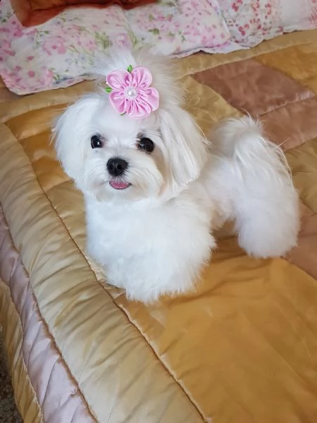 simpatici cuccioli di razza maltese ciao siamo 5 cuccioli maltesi di razza pura non abbiamo ancora | Foto 0
