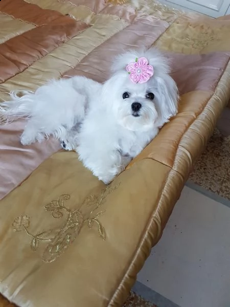 simpatici cuccioli di razza maltese ciao siamo 5 cuccioli maltesi di razza pura non abbiamo ancora