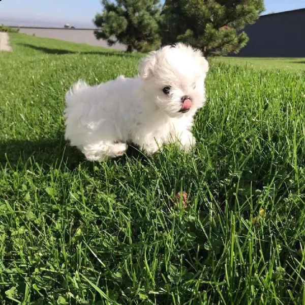 adorabili cuccioli maltesi teacup in cerca di una nuova casa cuccioli maltesi super adorabili della 