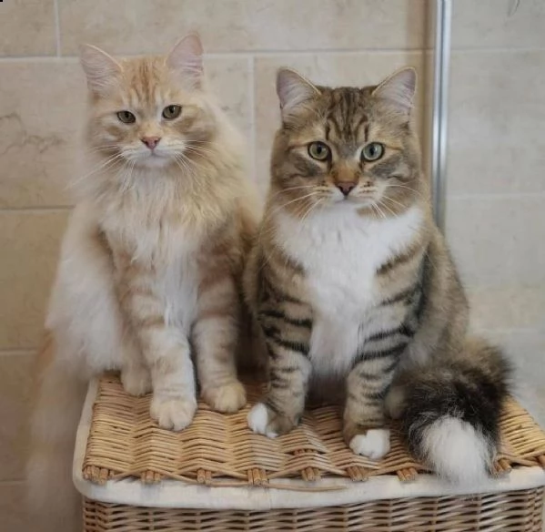 affettuosi gattini siberiano